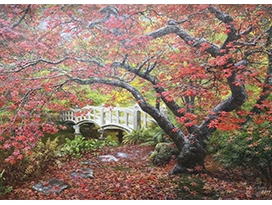 金明国（一级画家）《霜叶红于二月花》 115x74